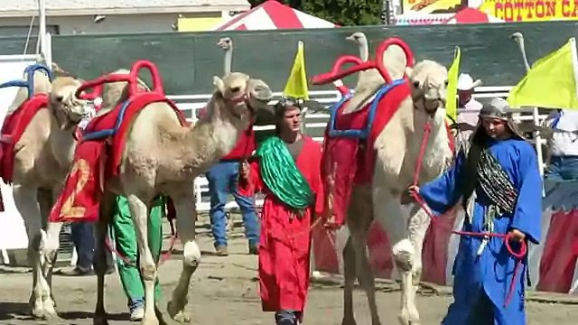 № 109. США. Калифорния. Скачки на верблюдах