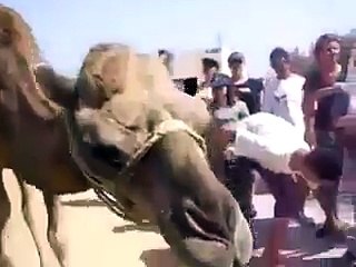 Mujhy peeny ka shoq nahi........ Funny in Camel version