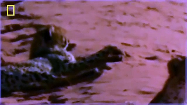 Animal Documentary National Geographic - CHEETAH, THE KILLING RACE [Classic!!!]