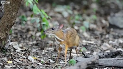 The Lesser Mouse Deer