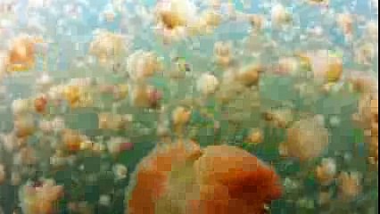 Удивительные медузы.240p