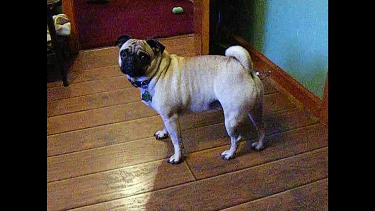 Cute Pug Spins Like A Top!