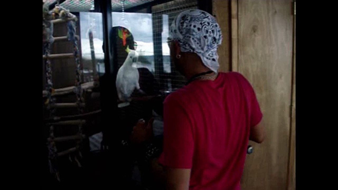 Dancing Bird Imitates Man