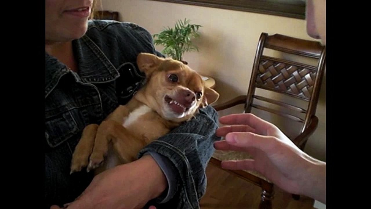 Dog Hates Hygiene