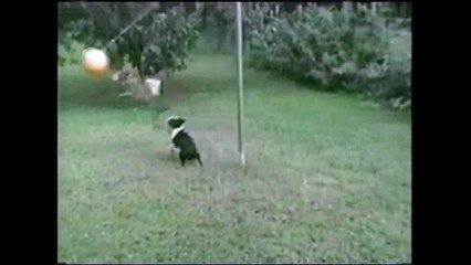 Dogs Playing Tetherball!