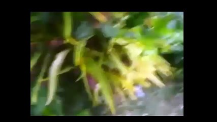 ENFRENTAMIENTO EJERCITO - FARC - colombia