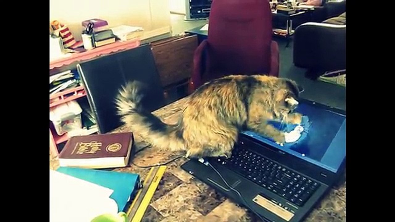 Animals being jerks ((Compilation)) Ep (1)