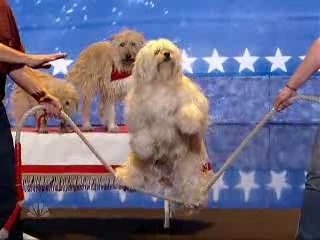 Episode 1 : Dog's Got Talent