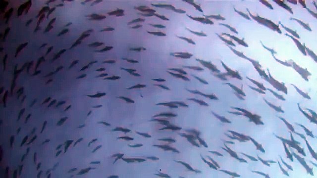 Дикая природа америки9