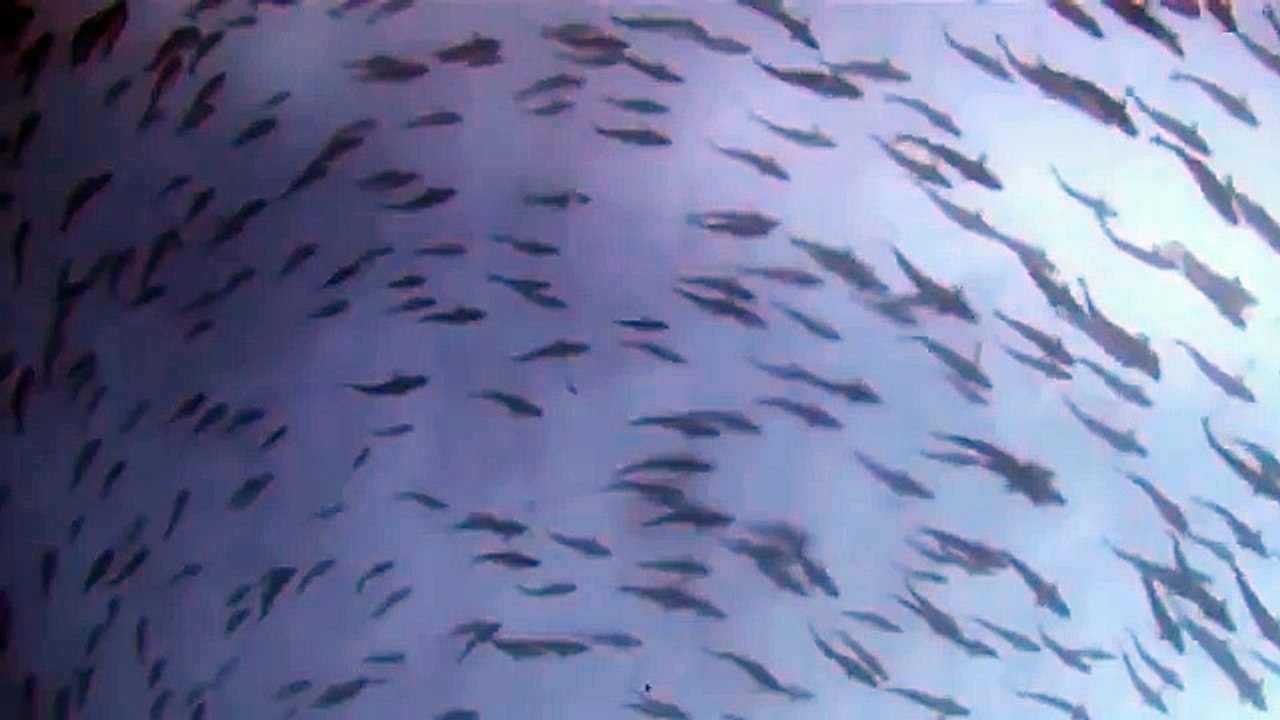 Дикая природа америки9