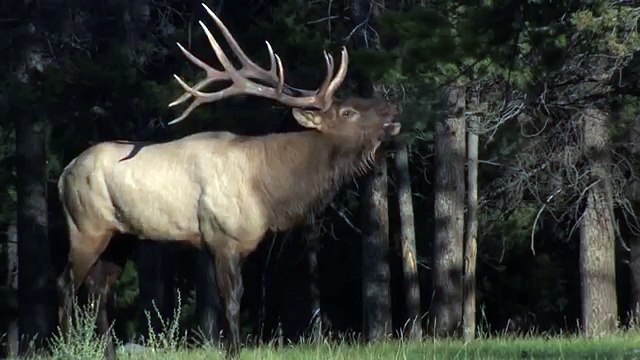 Дикая природа америки18