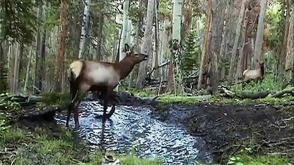 Дикая природа америки19