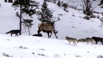 Дикая природа америки22