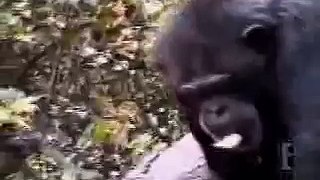 Monkey scratches his butt and faints