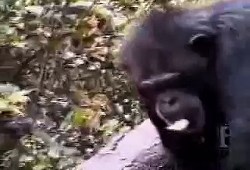 Monkey scratches his butt and faints