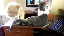 Cat tries to stop his brother from attacking computer monitor