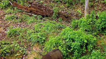 The Sumatran Rhino Wild Animals - Documentaries