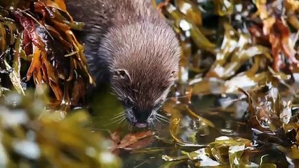 Про природу аляски021