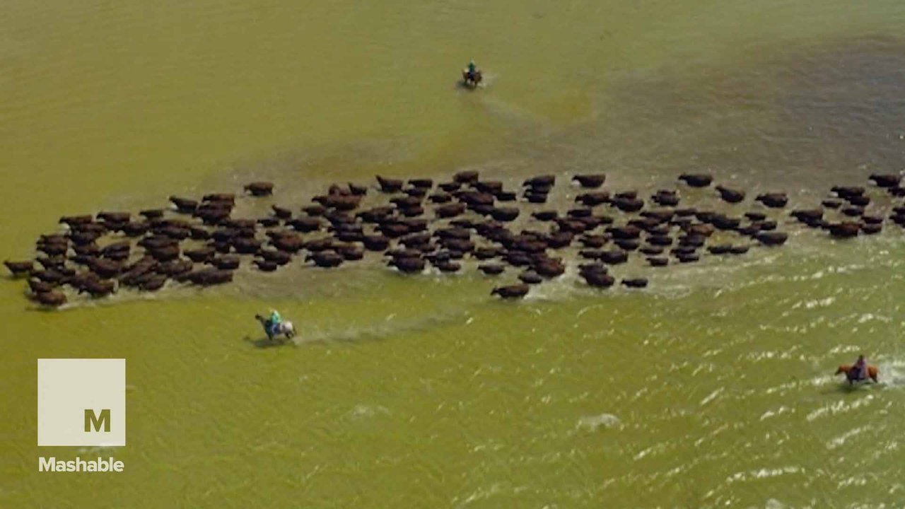Horseback riders herd 800 bovines in spectacular Tasmanian tradition