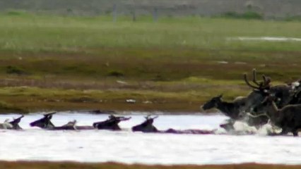 Про природу аляски047