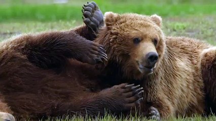 Про природу аляски051