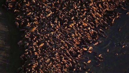 Про природу аляски059