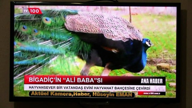 BİGADİÇ TE ALİ BABA ÇİFTLİĞ BURHANETTİN ÇAĞLAR