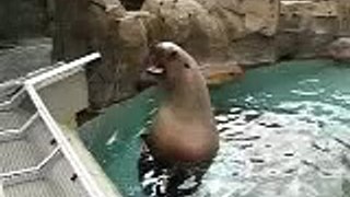 Sea lion growl