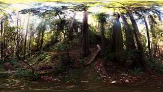 Redwoods: Walk Among Giants (360 Video)