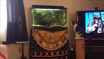 Un chat essaie d’attraper un poisson dans un aquarium