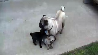 Pug puppies