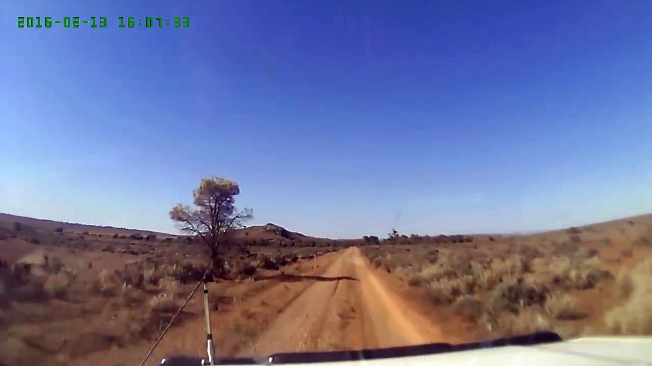 Kangaroo Jumps in Front of Car video Dailymotion