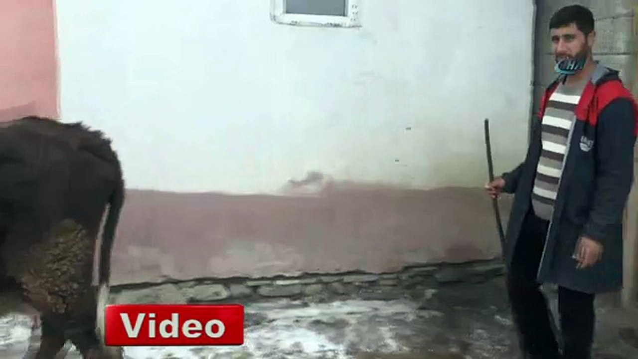 Dondurucu soğuklar hayvan sahiplerini etkiledi