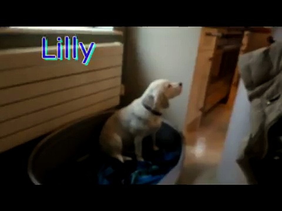 lilly