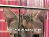 Adopted Squirrel Funny Animal Videos