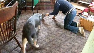 Chinook Puppy vs. The Vacuum