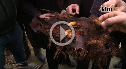 Serangga bunuh beribu-ribu pokok tamar di Tunisia