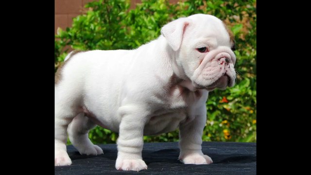 british bulldog bulldog ingles