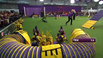 Самый быстрый пес!