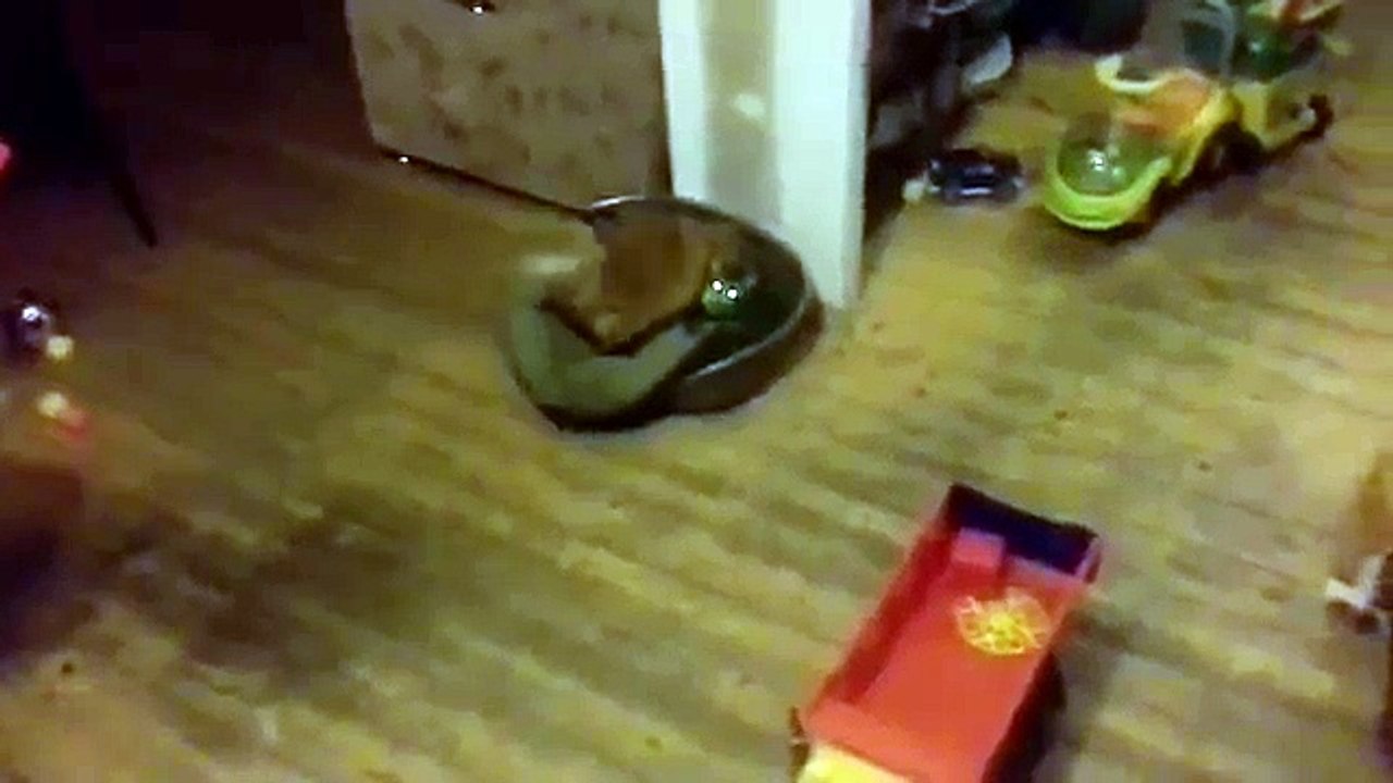 Dog Humps Cat