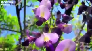 [ Du học Nhật Bản] Vườn hoa 