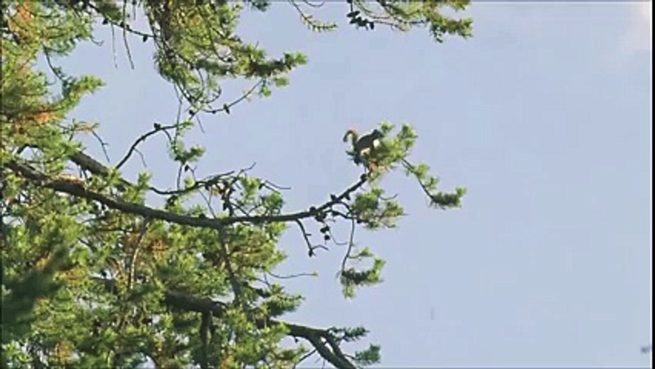 Snoop Dogg Narrates Animal Planet Show Again