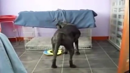 6 Discipline Dogs Videos Compilation 2016