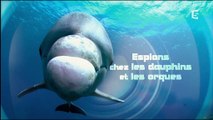 Espions chez les dauphins et les orques French 2016