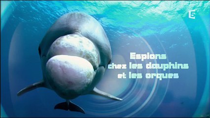 Espions chez les dauphins et les orques French 2016