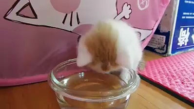 Cute Kitten Drinking