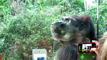 Kids and wild animals At The Zoo_ Rainforest Animals and African animals