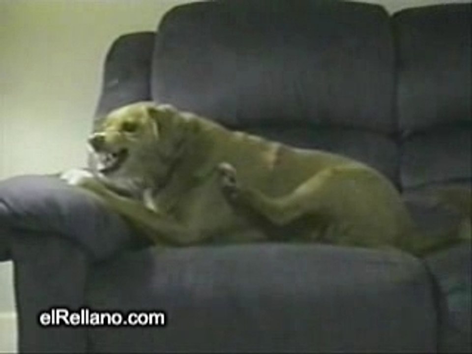 Perro-gilipollas