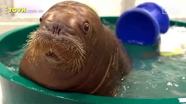 những loài động vật dễ thương nhất 2016- top 10 loài động vật dễ thương nhất thế giới-những loài động vật dễ thương nành