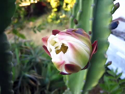 Timelapse: Cereus Cactus Bloom Opening